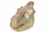 Fossil Oreodont (Merycoidodon) Skull - South Dakota #263486-3